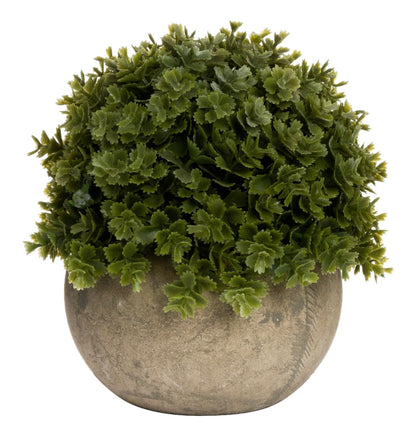 Faux Mini Hebe Veronica
