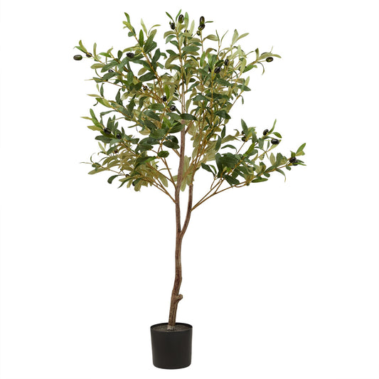 Calabria Small Olive Tree