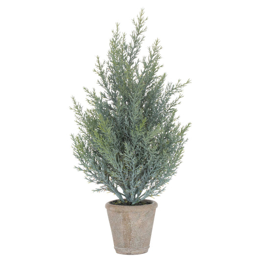 Potted Fir Tree