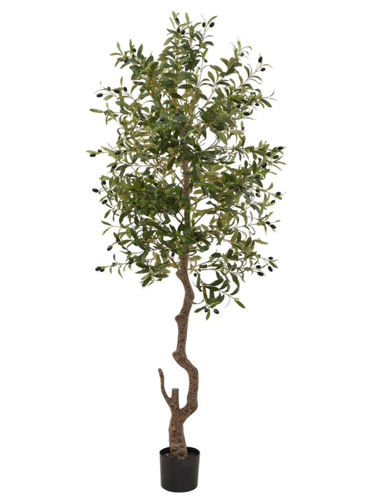 Calabria Large Olive Tree