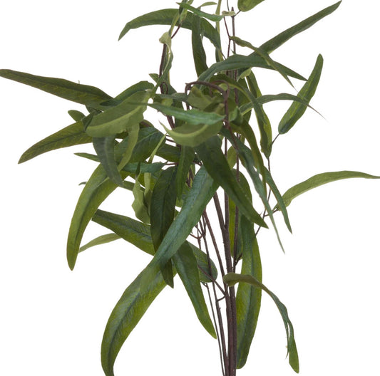 Eucalyptus Nicholii Bouquet (3 stems)